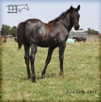 Miss Black Sock's 2015 Filly
